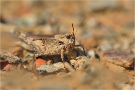 <p>SARANČE (blíže neurčeno) - Řecko - Kréta</p>